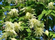 Clematis fajok, ellátás, metszés (Clematis) Clematis fajok, gondoskodás, metszés