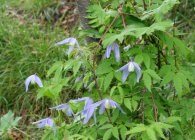 Clematis fajok, ellátás, metszés (vágás) Clematis fajok, gondoskodás, metszés