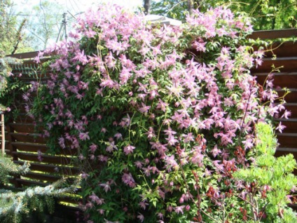 Clematis fajok, gondoskodás, metszés (Clematis fajok fajták egyre növénynemesítési ellátás függőleges kert díszítő jellegű használat) Clematis fajok, gondoskodás, metszés
