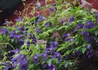 Clematis fajok, ellátás, metszés (faj) Clematis fajok, gondoskodás, metszés