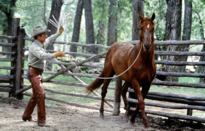Lovak a filmlista legjobb film a lovakról a gyermekek és felnőttek, fotók