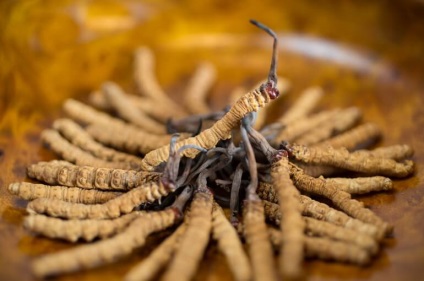 Tianshi Cordyceps utasítás, használata, jelzések (jelzések) Tianshi Cordyceps utasítás, használata, jelzések