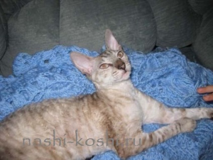 Cornish Rex - fotók, macskák, cica, a fajta, minden a macskák (fotó) Cornish Rex - fotók, macskák, cica, a fajta, minden a macskák