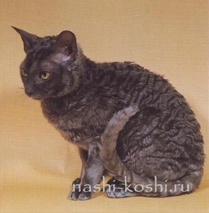 Cornish Rex - fotók, macskák, cica, a fajta, minden a macskák