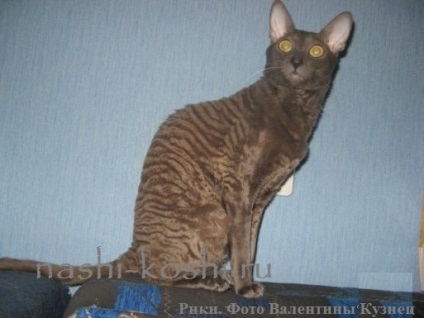 Cornish Rex - fotók, macskák, cica, a fajta, minden a macskák (cat fotó) Cornish Rex - fotók, macskák, cica, a fajta, minden a macskák