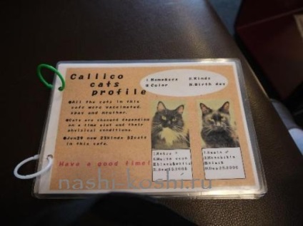 Cat Café - képek, videók, minden a macskák