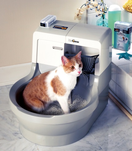 Macska WC szagtalan - talán