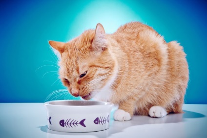 A macska nem iszik sterilizálás után - mit kell tenni