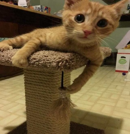 Macska cica hozott egy nő (cat) Cat hozott egy cica egy nő