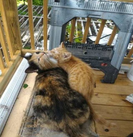Macska cica hozott egy nő (cat) Cat hozott egy cica egy nő
