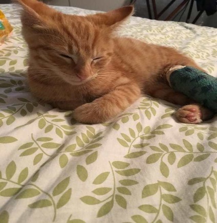Macska cica hozott egy nő (cat) Cat hozott egy cica egy nő