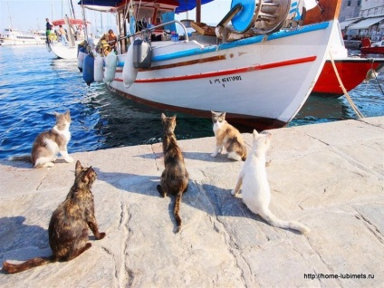 Macskák Görögország - pet