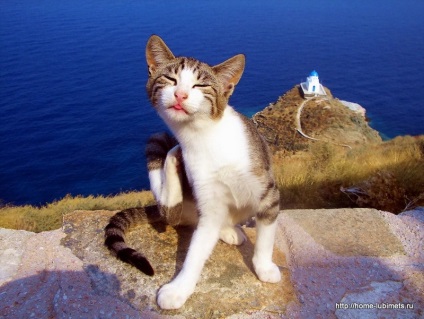 Macskák Görögország - pet