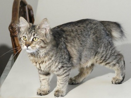 Macska Pixie-Bob fajta leírás, szabvány, természet, ahol vásárolni, az ára (cat) Macska Pixie-Bob fajta leírás, szabvány, természet, ahol vásárolni, az ára