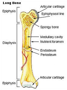 Bone epiphysise - egy