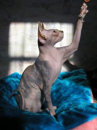 Cat Szfinx szép képek