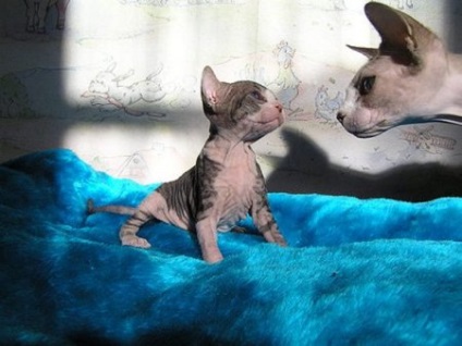 Cat Szfinx szép képek