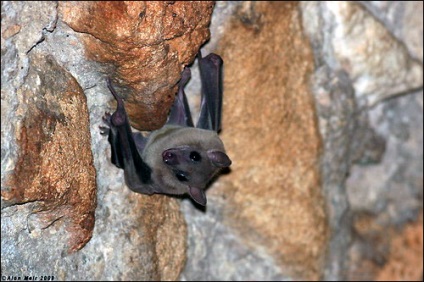 Wings bat bat eredetű patagia tervezés emlősök (illékony) A szárnyak denevér eredete denevérek repülnek membrán tervezés emlősök