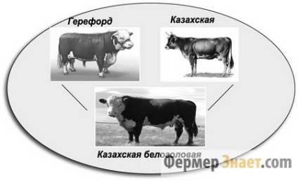 Szarvasmarha kazah fehér fajta legfontosabb jellemzői és előnyei a tenyésztési