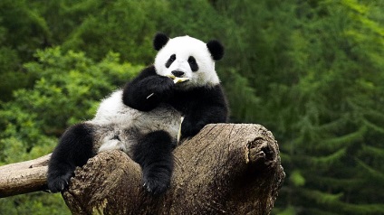 Ki a panda