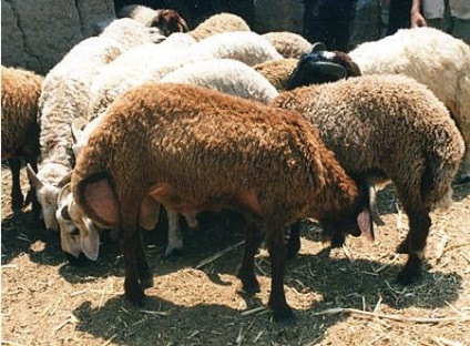Fat farkú juhok, rövid leírását, árát (zsír farkú) Fat farkú juhok, rövid leírását, árát