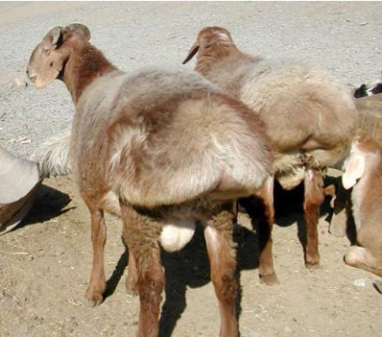 Fat farkú juhok, rövid leírását, árát (zsír farkú juhfajta zsír farkú juhok ram kurdjuchnyj fotó) Fat farkú juhok, rövid leírását, árát