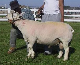Fat farkú juhok, rövid leírását, árát (juh) Fat farkú juhok, rövid leírását, árát
