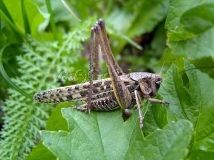 Szöcske vagy szentjánoskenyér (szöcske) Grasshopper vagy szentjánoskenyér