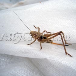 Szöcske vagy szentjánoskenyér (Locust) Grasshopper vagy szentjánoskenyér