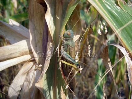 Szöcske vagy szentjánoskenyér (különbség) Grasshopper vagy szentjánoskenyér