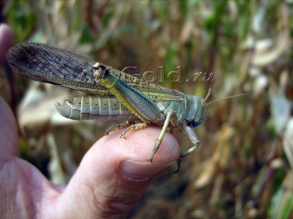Szöcske vagy szentjánoskenyér (etimológia) Grasshopper vagy szentjánoskenyér