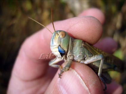 Szöcske vagy szentjánoskenyér (szöcske) Grasshopper vagy szentjánoskenyér