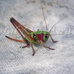 Szöcske vagy szentjánoskenyér (különbség) Grasshopper vagy szentjánoskenyér