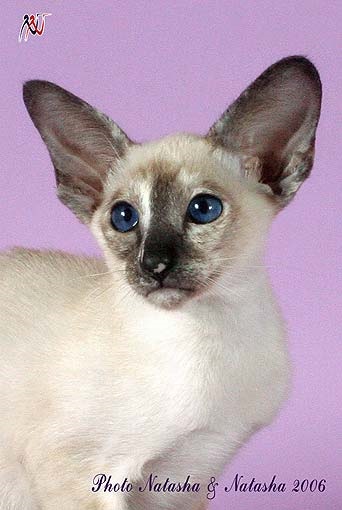 Latvijas felinoloģiskā asociācija (Latvijas) Latvijas felinoloģiskā asociācija