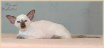 Latvijas felinoloģiskā asociācija (Latvijas) Latvijas felinoloģiskā asociācija