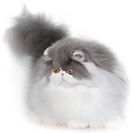 Latvijas felinoloģiskā asociācija (Latvijas) Latvijas felinoloģiskā asociācija