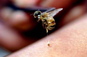 Kezelése méhméreg osteochondrosis