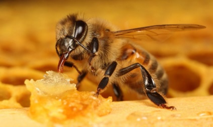 Prosztatagyulladás méhészeti termékek receptek következtetések