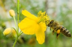 A kezelés szezonális allergiák népi jogorvoslat