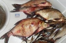Keszeg a feeder júniusban, júliusban és augusztusban, főleg fogása (különösen) Keszeg a feeder, júniusban, júliusban és augusztusban, különösen a halászati