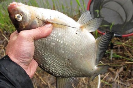 Keszeg a feeder júniusban, júliusban és augusztusban, főleg fogása (keszeg feeder) Keszeg a feeder, júniusban, júliusban és augusztusban, különösen a halászati