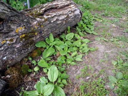 Erdő és szántóföldi növények a kertben plantains (ókori Görögország) Erdő és szántóföldi növények a kertben plantains