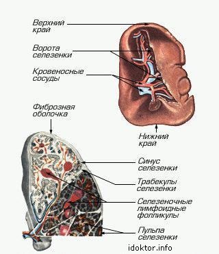 A nyirokrendszer - studopediya (studopediya) A nyirokrendszer - studopediya