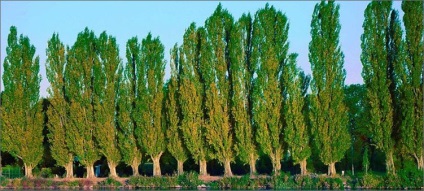 Lombhullató fák Magyarországon az öt leggyakoribb típusai