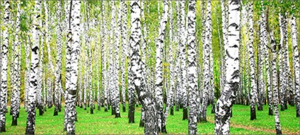 Lombhullató fák Magyarországon az öt leggyakoribb típusai