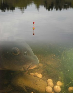 Catching ponty az úszó rúd (float rod carp) Fogása ponty úszó rúd