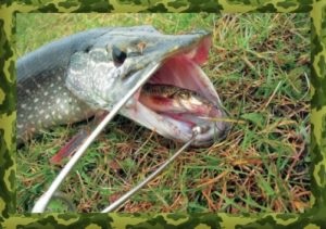 Pike halászat élő csali a donk, a halászat - horgászat titkok