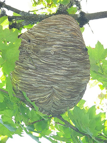 Trap 1 lódarazsak és darazsak (darázs csapda Hornet) Trap a lódarazsak és darazsak 1