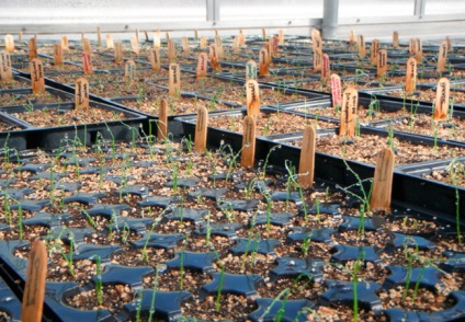 Hagyma parádé termesztés a nyílt terepen vagy üvegház