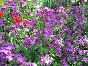 Lunaria - leírás, gondoskodás, fotó, univerzális portál (ellátás) Lunaria - leírás, gondoskodás, fotó, univerzális portál